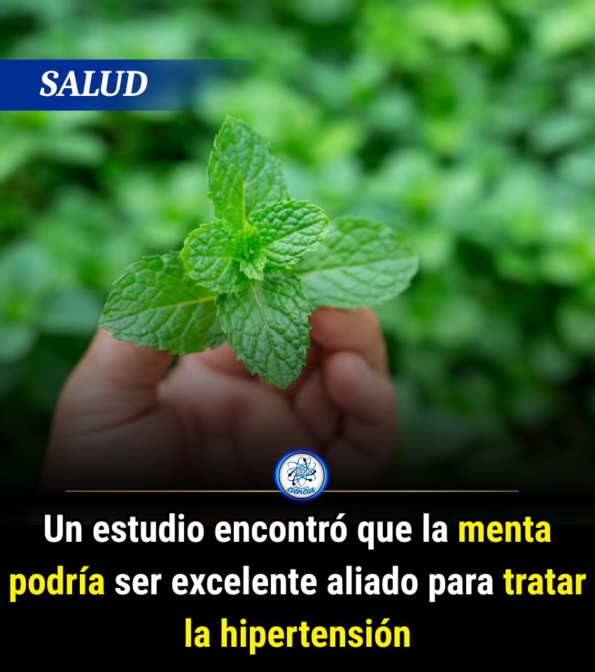 EnsedeCiencia's tweet photo. Investigadores de la Universidad de Lancashire, de Reino Unido, analizaron el potencial del aceite esencial de menta para reducir la presión arterial. Aunque esto no aplicaría para todos, sino para aquellos que padecen hipertensión leve o prehipertensión https://t.co/NF4iFfDQDp