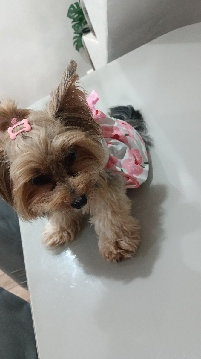 quemehbaco's tweet photo. ESTAMOS INDO NO ANIVERSÁRIO DA NOSSA PRIMA https://t.co/KOJqYOnFZa