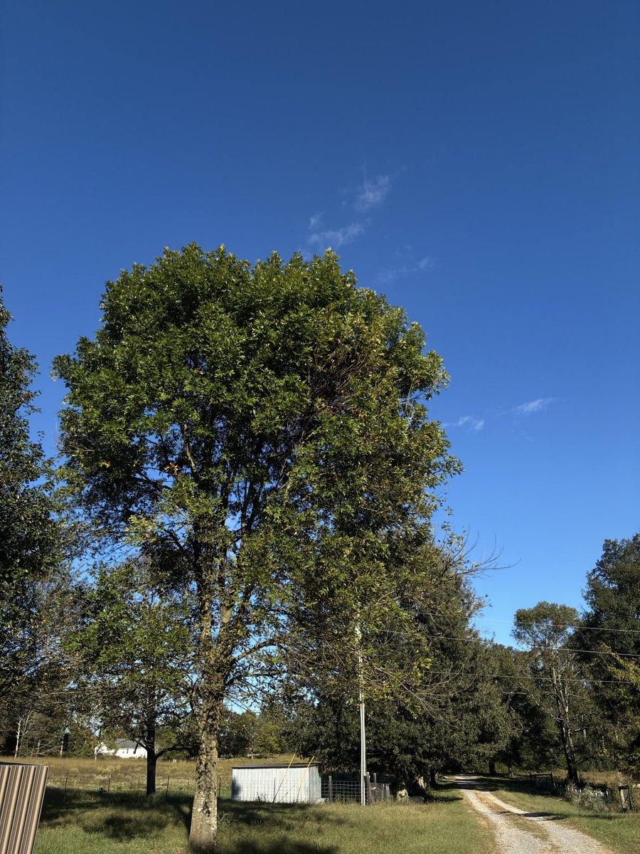 youngheadass1's tweet photo. Turned the game off at 0-6.  

Tbh it is a beautiful day out today.   

ROLL TIDE 🐘 https://t.co/Rctq5sTMWB