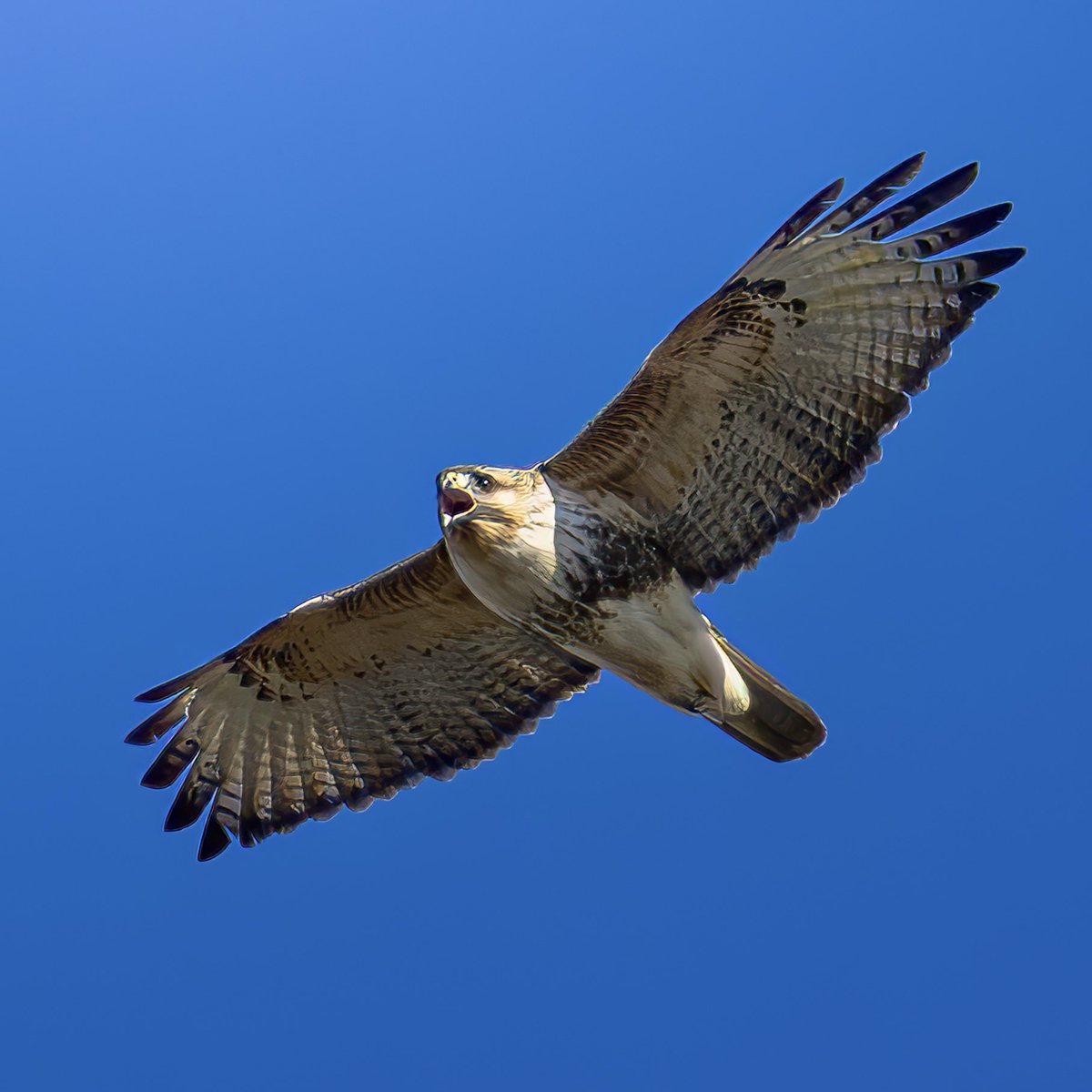 raptor_m2's tweet photo. #ノスリ #猛禽類 #野鳥 #bird https://t.co/ebOD57BDvA