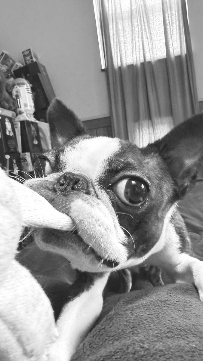dyki's tweet photo. とりぁぇずひっぱりっこする男😬
#bostonterrier #instadog #ボストンテリア #ボステリ #bostonterrierlovers https://t.co/k6idxDDE8H