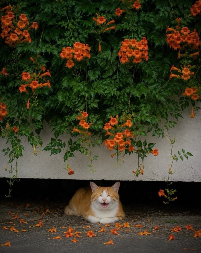 petalesblancs tweet picture