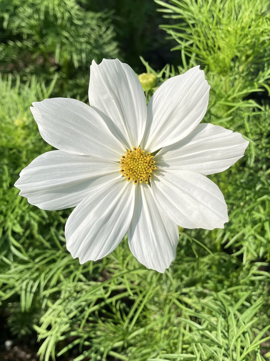 kenichi_ma's tweet photo. おはようございます😃

10/19(月)晴れ☀️

コスモス(秋桜)が、キレイに咲いていますね
花言葉は"調和"、"乙女の真心"

皆さん、朝晩と日中の気温差に体調お気をつけ下さい❣️

#コスモス #秋桜 #TLを花でいっぱいにしよう https://t.co/9Sv0eE2PG6