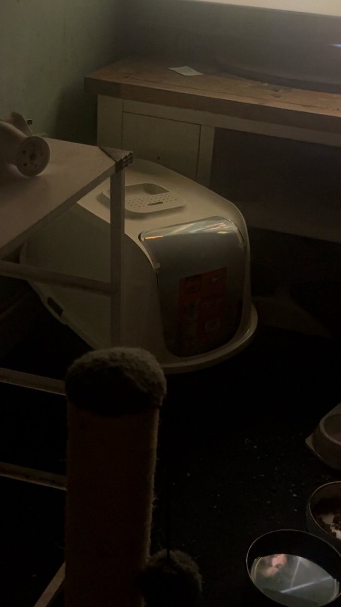 Janaynugget123's tweet photo. my kitten got a full house for the toilet https://t.co/Je6cVTpzIG