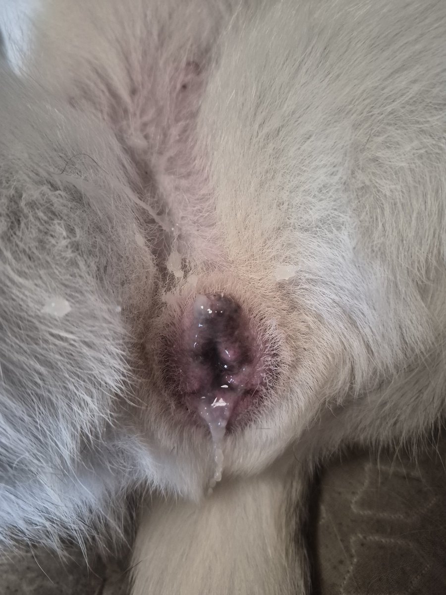 zoosat08's tweet photo. What a day with my dog https://t.co/KzSoWaD855