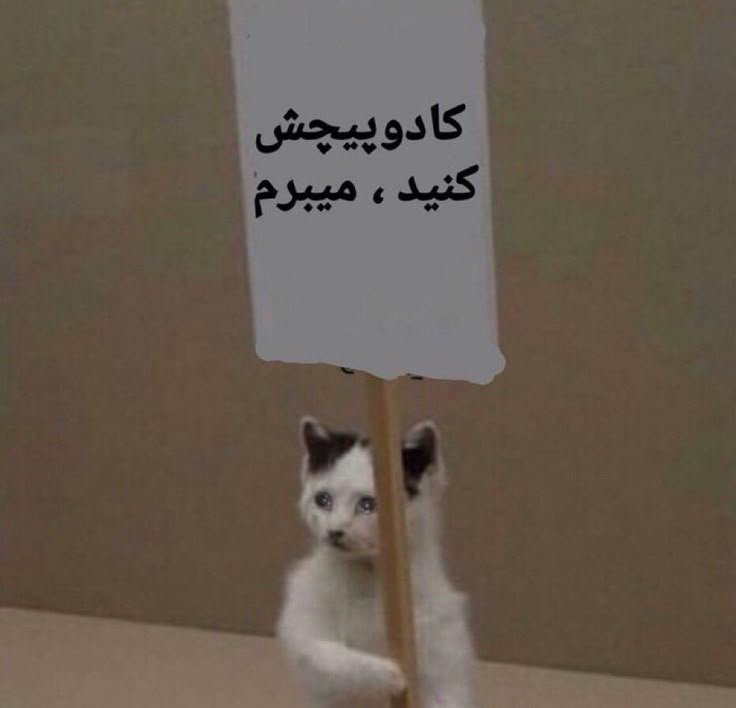crystalrain_s's tweet photo. @soheil361 ششمی https://t.co/0d6VM5IRrF