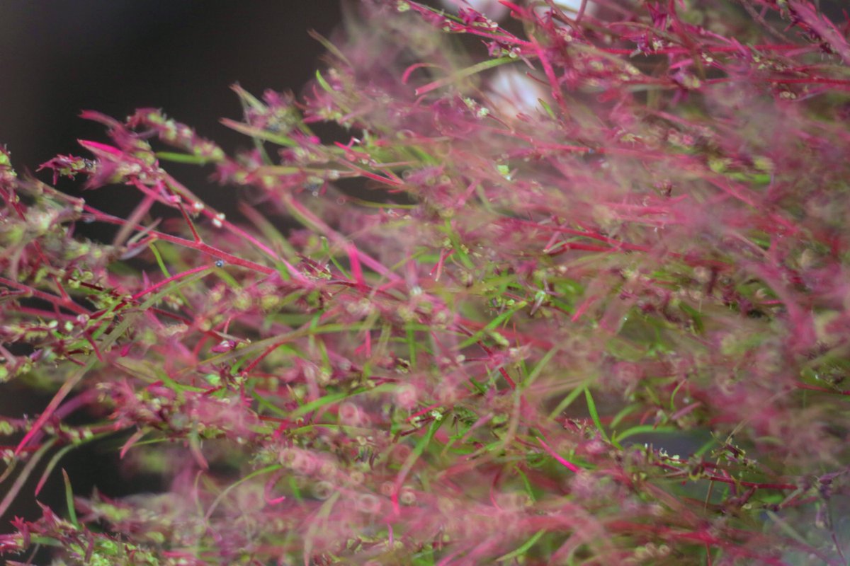 drystknights's tweet photo. Whispers in Magenta（.found）

#夢と記憶の解像度
#DreamoryResolution
#写真
#photo
#Reflexlens https://t.co/AYBXkEgLwU