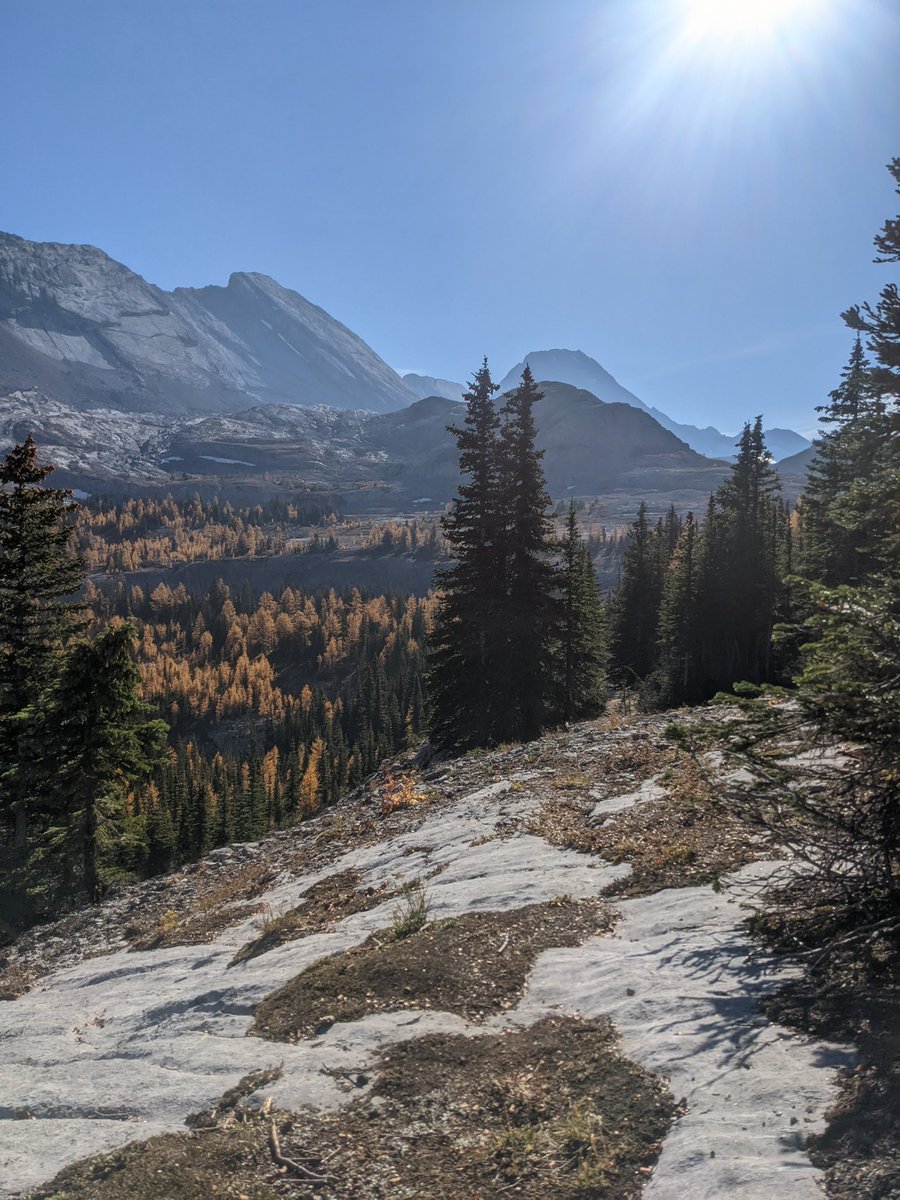 Tonywkv's tweet photo. More pics looking down the valley from Burstall Pass. The larches are very pretty wearing their fall colours. 
Some of the best scenery around! https://t.co/PBY36xK6Kb