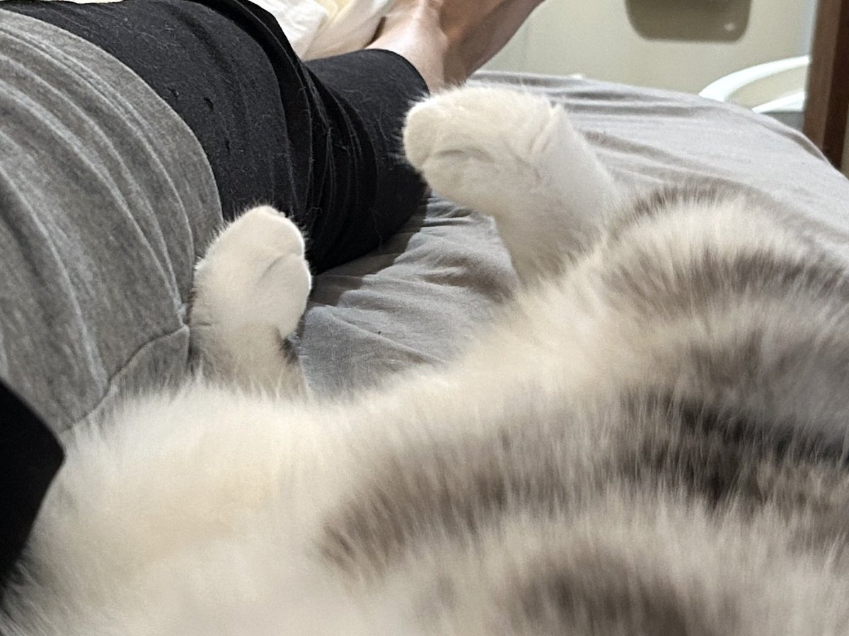 Yuriko_Kosaki's tweet photo. うちの猫の後ろ足が可愛い形になっとるw

#猫のいる暮らし𓏲𓎨 
#猫のいる暮らし𓃠 https://t.co/7UvO1znbfQ