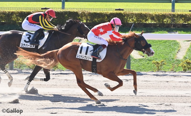 gallop_keiba's tweet photo. おはようございます！ 快晴の東京競馬場です☀
1Rは5番人気 #レッドレヴェリー が勝利！ 上がり最速で差し切りました！
#鮫島克駿 騎手はバースデーV🎊 https://t.co/5mZ7XSqs1a