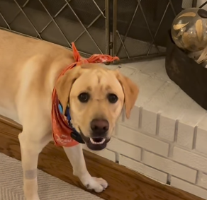 thedudethatdev's tweet photo. WE JUST GOT THE NEXT HUH DOG

THIS IS WAY TOO VIRAL 2.7M LIKES IN JUST 19 HOURS THIS DOG IS LITERALLY SO MEMEBLE

HES GOING VIRAL FOR LITERALLY MAKING THE FUNNIEST FACE REMINDS ME OF THE HUH DOG

https://t.co/HmeT6MP4MH

NAME IS SCHLAWG https://t.co/F3cyB8lPMM
