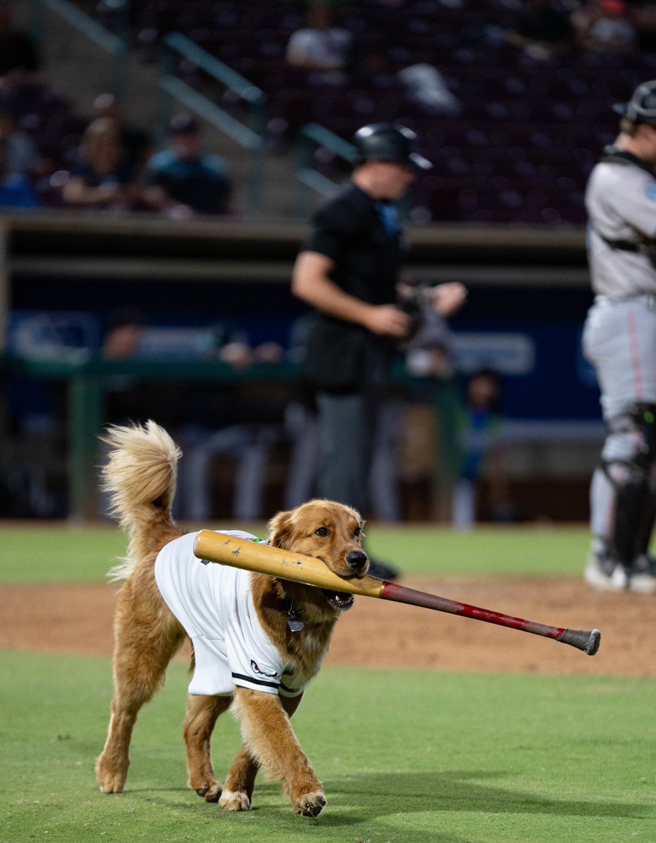 OmahaTheBatDog's tweet photo. Vote for me! 

Voting for @SCGoldenRescue 2027 Calendar Contest is now open until 10/31

1) Visit: https://t.co/oZYW3v4GNZ
2) In the search bar, type: Omaha
3) Click vote
4) If prompted, type your email to verify
5) Keep your eyes peeled on my socials to find out if I'm chosen https://t.co/ZWUzg2AsDC