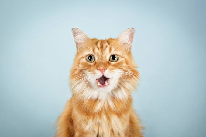 Everdreamerq's tweet photo. @Asura1600 I feel similar emotions when I look at cats https://t.co/rYeXdD1FH4