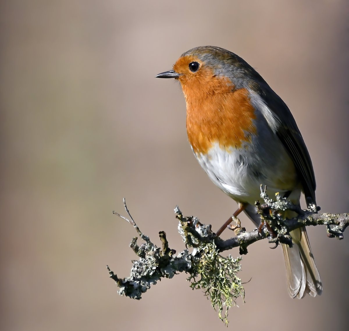 CarlBovisNature's tweet photo. Robin and lichen! 😍😊🐦 https://t.co/9tI1gVxEPs