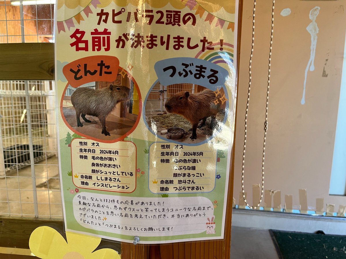 kaminariuo's tweet photo. いくとぴあ食花動物ふれあいセンターのカピバラの名前が決まってた。自分も応募したが選ばれず残念。まだ1匹づつの展示だったが気持ち良さそうにお湯につかってた。いくとぴあハロウィンの取材にテレビ局のカメラが来てた。コスプレをした小さい子が結構いてハロウィンだなって感じだった。 https://t.co/3bY0U1GFlT