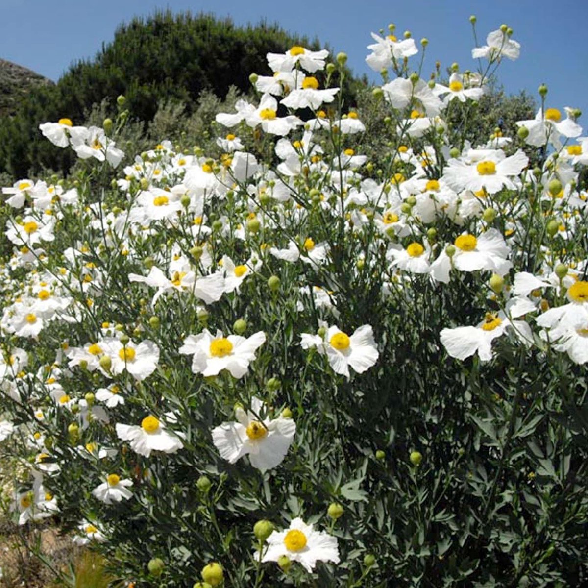 Willob's tweet photo. Most children (and adults) can identify 100+ logos and nearly 0 native plant species 

This is not healthy for society 

Native wildlife roots us in our place and we should treat it with such reverence

If we do not root ourselves in the land it is very easy to lose our ourselves https://t.co/WjKd3uu2K0