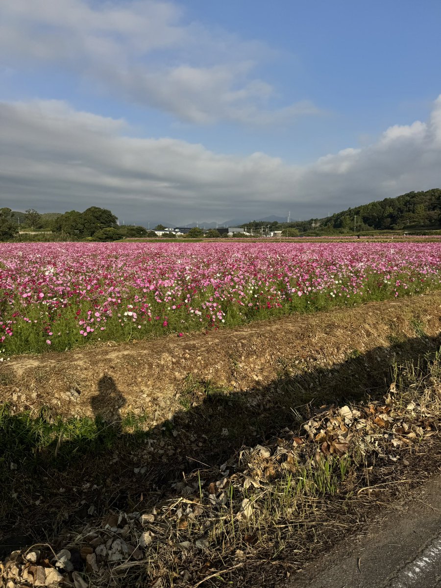 chuunennothuki's tweet photo. 秋だねぇ～🍁🍂
なう(2026/10/18 07:44:20)
亀山市のコスモス畑 https://t.co/P5OLFfr6W7