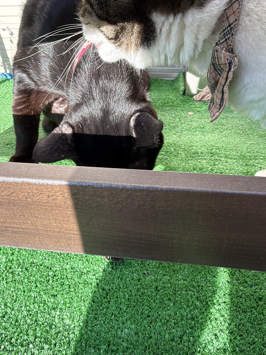 Hisae331207's tweet photo. おはようございます🌞
気持ちが良い秋晴れﾆｬｰ
外で仲良く日向ぼっこ

#保護猫 #黒猫 #猫のいる暮らし 
#猫好きさんと繫がりたい https://t.co/p0IJZ0j0eq