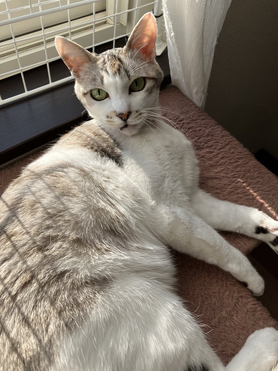 Muginjo2's tweet photo. 今日のにゃんこ🐾
おはようございます🐈
#にゃんこ #猫好き #むぎ #白キジ
#おはよう https://t.co/DoWqsrUU8b