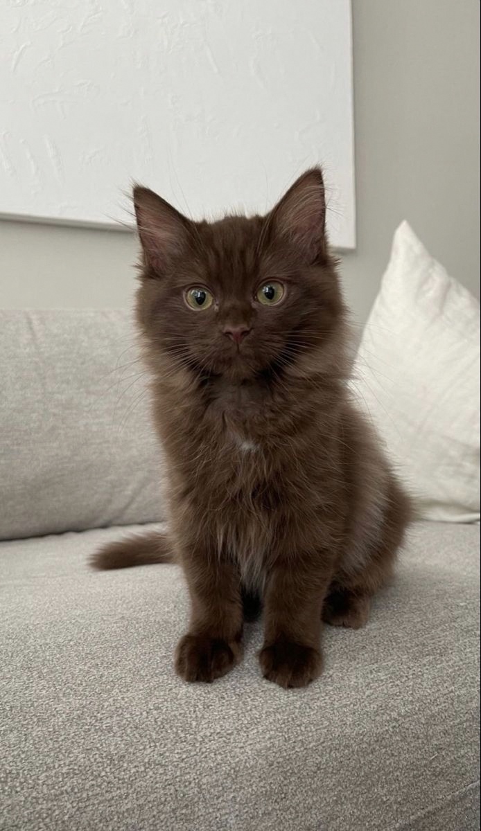 Nitra_nitra_'s tweet photo. tell me your problems, I'm all ears 🐱👂 https://t.co/Ab1UyjE7ab