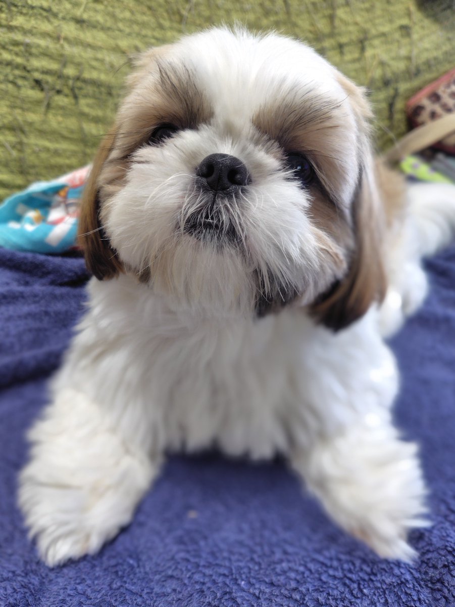 furaibou18's tweet photo. おはよ〜ございます🐶

#シーズー
#犬のいる暮らし https://t.co/Vh2HctGhkK