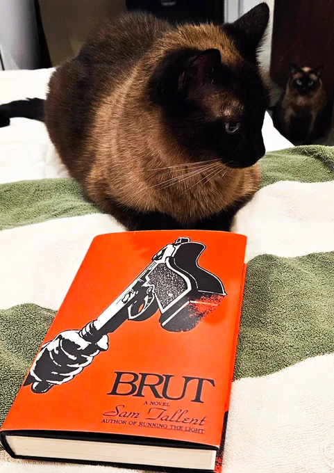 Two rescue Siameezers sitting next to Sam Tallent's new novel "Brut."