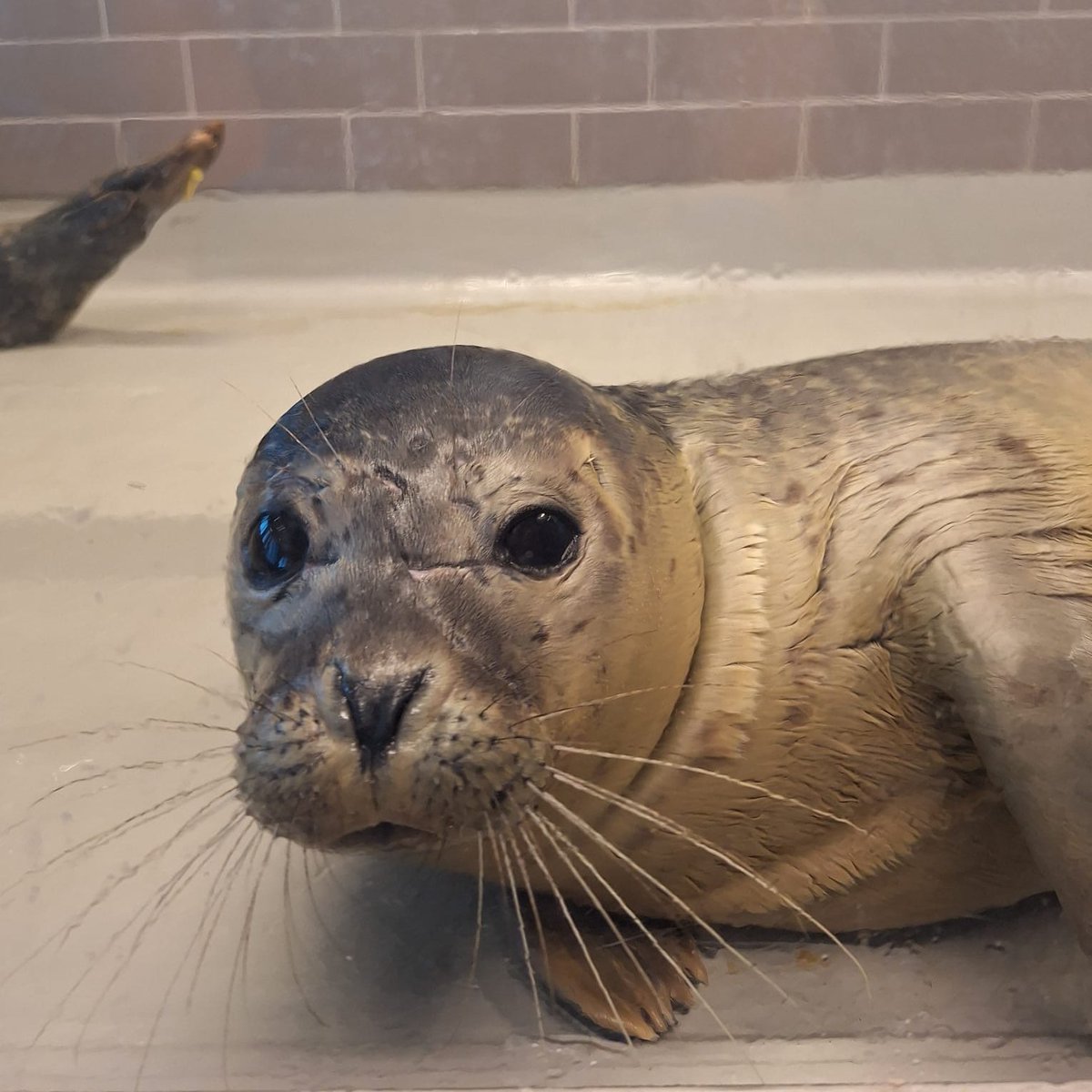 paraheartout's tweet photo. Zeehondencentrum Pieterburen, the largest seal hospital in Europe may have to file for bankruptcy in less than 2 weeks.  You can help even without being able to donate.  Please sign this petition it only takes a minute and it's completely free.
https://t.co/uC9sCkTFO2
#WEC https://t.co/CWmXYZQ63J