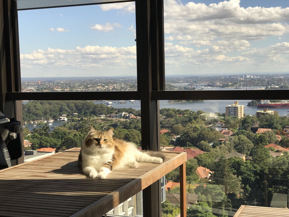 swewing's tweet photo. Said goodbye to Sybil yesterday after being my companion for 20 years through good times and bad.

I was 22 when she entered my life as a little ball of fluff RSPCA rescue and now I’m 42.

She was spoiled rotten and I hope she had the best life possible but I’ll miss her dearly. https://t.co/9YN7iflqIC