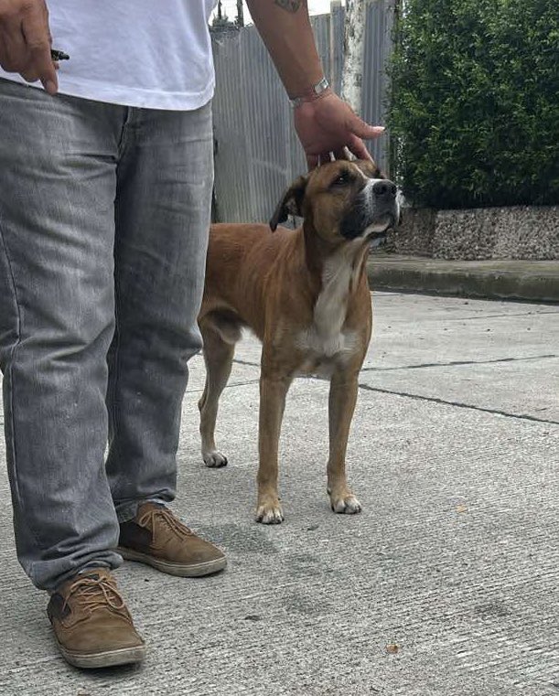 AlertaMePerdi's tweet photo. #ENCONTRADO #GUAYAQUIL
Fecha: 2026-10-17
Sector: Norte, lomas de urdesa Calle primera
Sexo: Macho
Raza: Mestizo
Observación: Color caramelo
Contacto: 0997555699
¡Ayúdalo a volver con su familia!
 #AlertaMePerdí https://t.co/W2PzqvBpJq