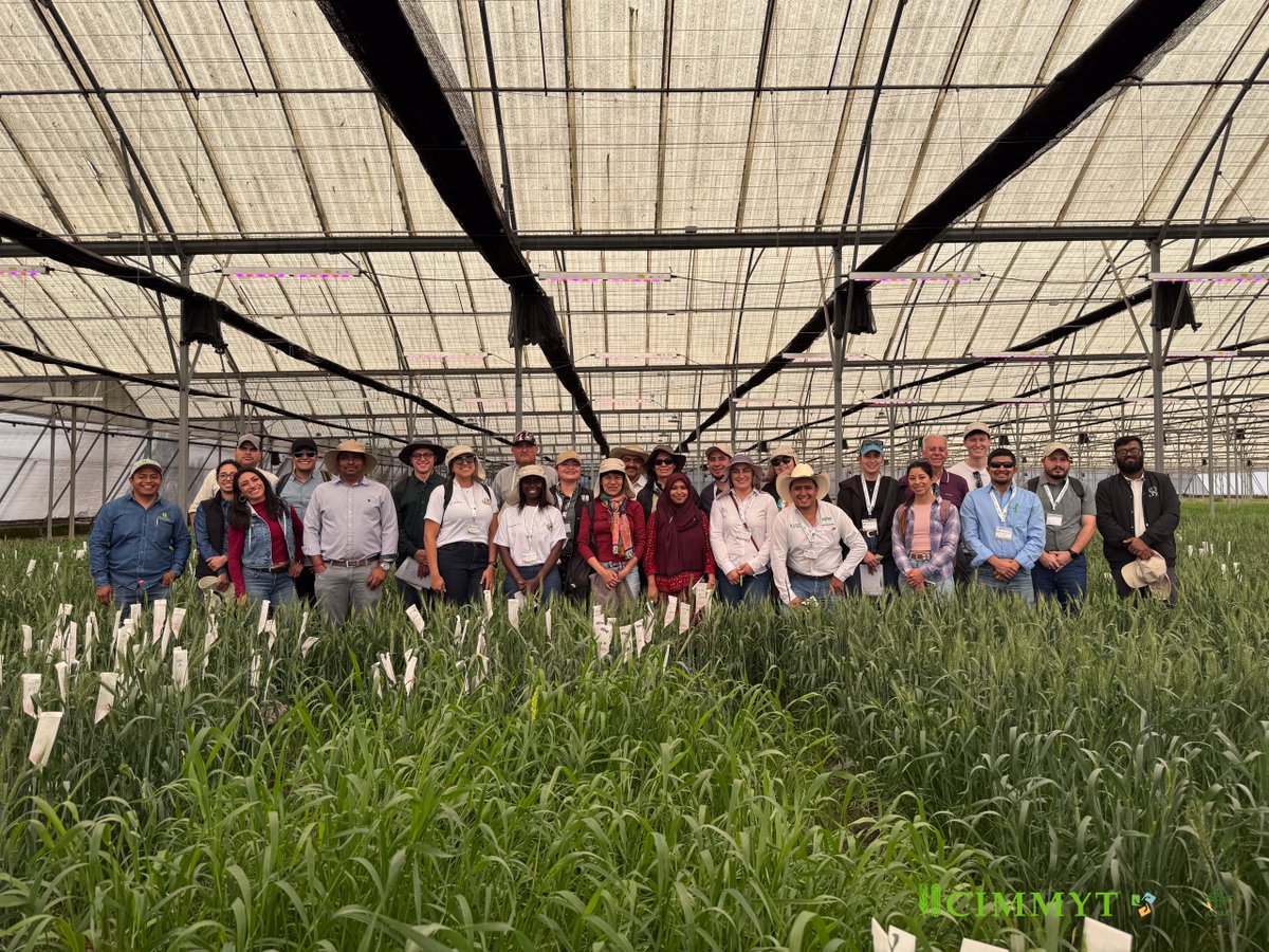 CIMMYT's tweet photo. 🌾 Crop diseases don't stop at borders. Neither should scientific collaboration.

At CIMMYT, 22 specialists from 11 countries trained to improve maize and wheat disease detection and management.

🔗 Learn more: https://t.co/SCmkHAeNv9 https://t.co/6nwaBVQskA