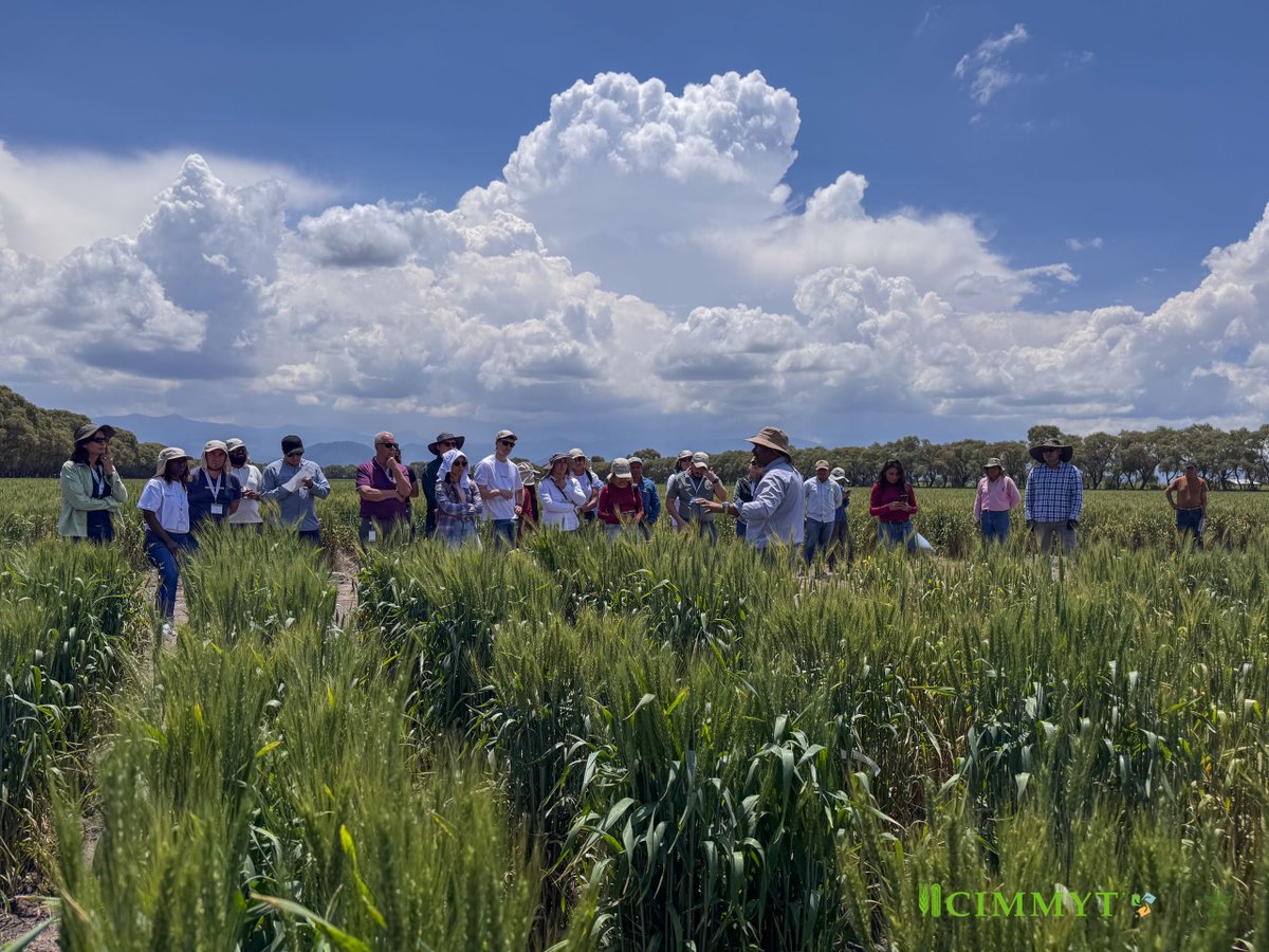 CIMMYT's tweet photo. 🌾 Crop diseases don't stop at borders. Neither should scientific collaboration.

At CIMMYT, 22 specialists from 11 countries trained to improve maize and wheat disease detection and management.

🔗 Learn more: https://t.co/SCmkHAeNv9 https://t.co/6nwaBVQskA