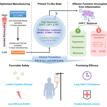 LabWaggoner's tweet photo. Rapid manufacturing with controlled early T cell priming selectively restrains inflammatory programming while preserving CAR-T cell fitness @CellStemCell 
https://t.co/cZKwdv1LYO https://t.co/gN2GpfOiTQ