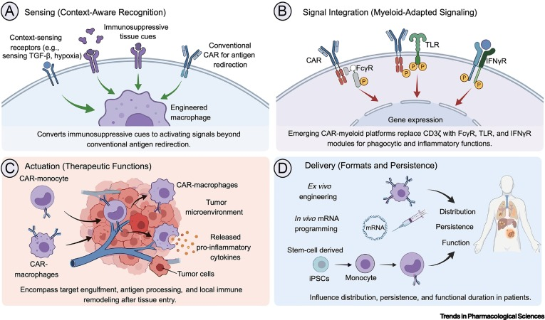 LabWaggoner's tweet photo. Review @TrendsinPharma
Engineering monocytes and macrophages for therapeutic control
https://t.co/BCsrUwsqUw https://t.co/FuTGHigfJv