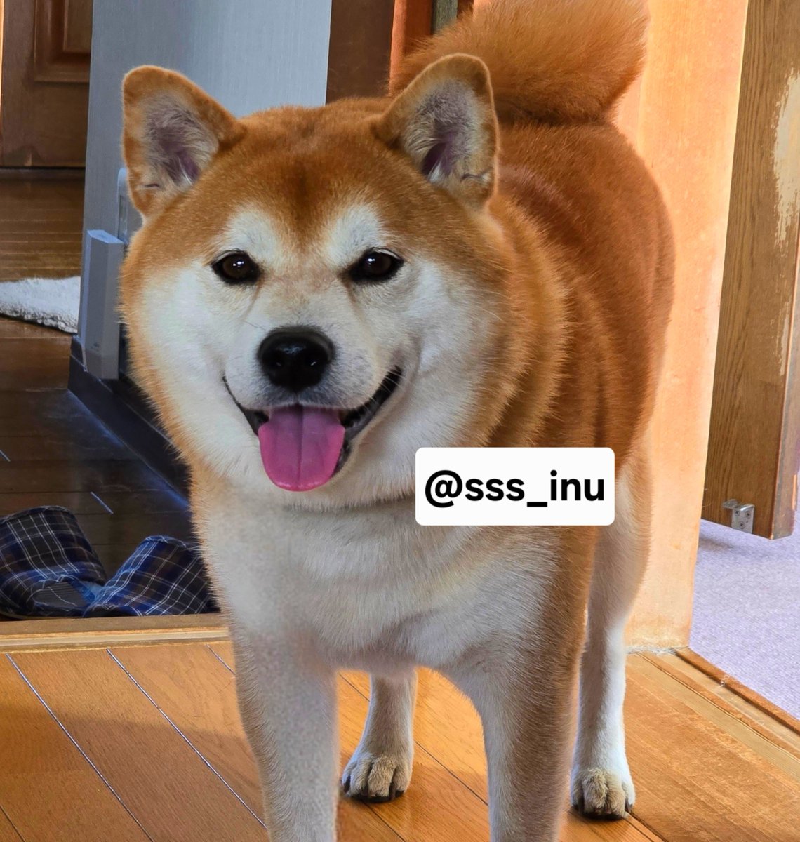 sss_inu's tweet photo. おはよ～～✨✨ https://t.co/OevMbal88b