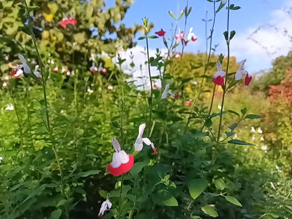 kanagarden_2010's tweet photo. 秋のオススメのサルビア園

秋空に「サルビア」が輝いています。どこから見ても素敵です。

ぜひ、みなさまに見てもらいたい‼

#花菜ガーデン
#GREENEXPO2027
#withGREENEXPO
#かながわ館
#VIBRANTs https://t.co/XvlsICLl10