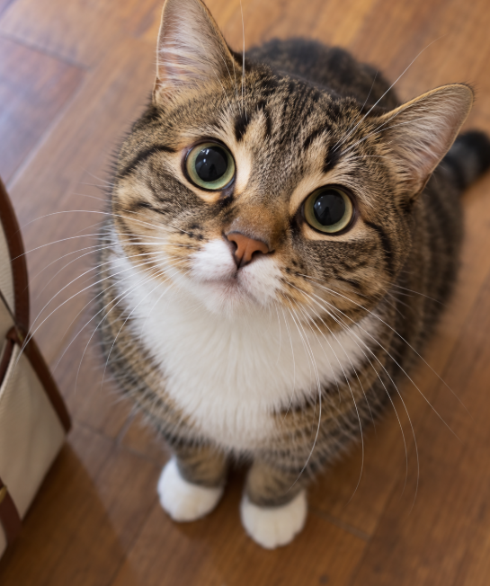 animaltoocute's tweet photo. 土日ずっと一緒にいたからか、月曜の朝にカバンを出したとたん、足元から離れなくなりました。
「どこ行くの？」って顔で見上げてきます。
毎週月曜、この顔がいちばんつらいです。 https://t.co/7aaOgrLp11