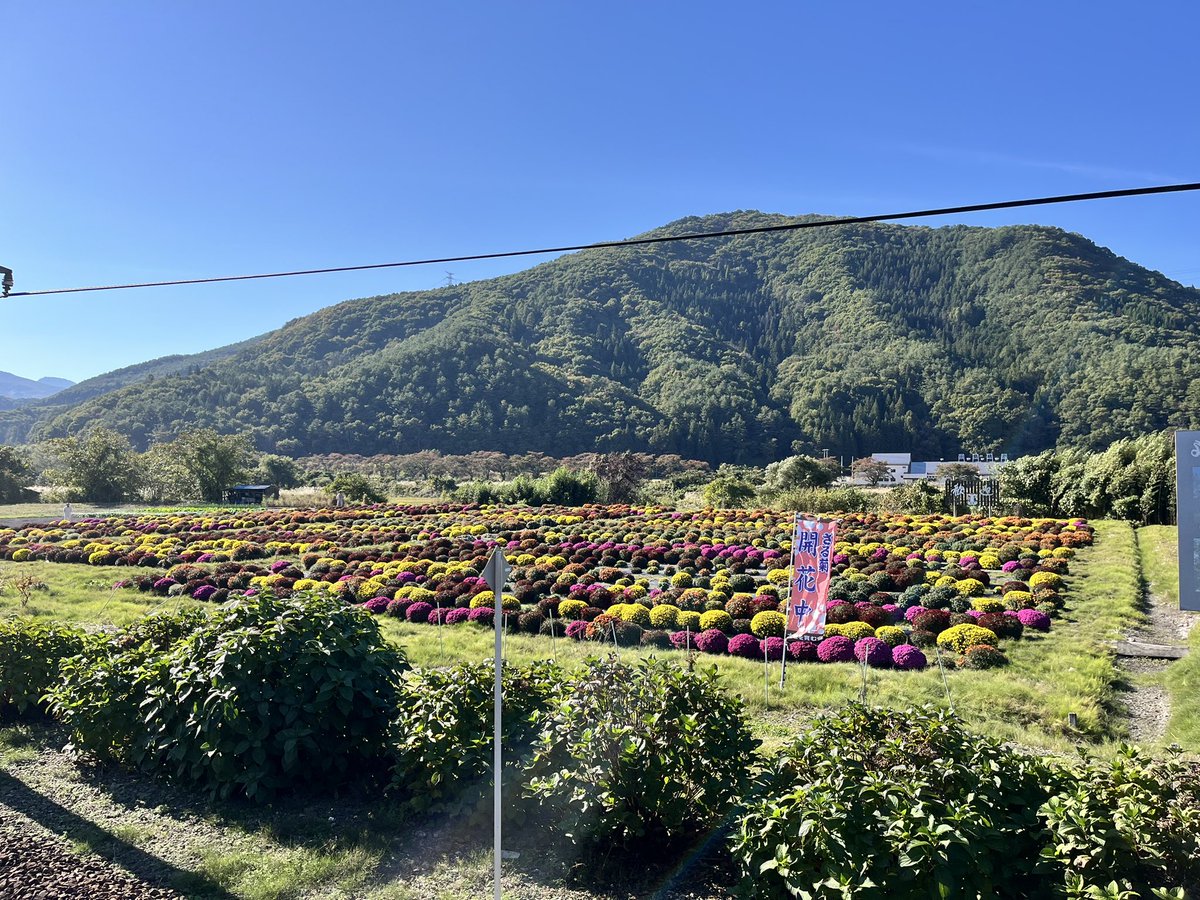 kaiware_petit's tweet photo. DL士津を中荒井駅で見送り
やっぱ客車列車は雰囲気よきよき
ホーム反対側のざる菊綺麗ですからね
つーか結構車内ガラっとしてたような… https://t.co/B1ZjJx8KxW