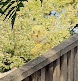 nissyi_2430's tweet photo. @funassyi ふなっしーも乗せてもらったなっしねー♪福山満喫してるねー♪ https://t.co/sR8vWhy9pf