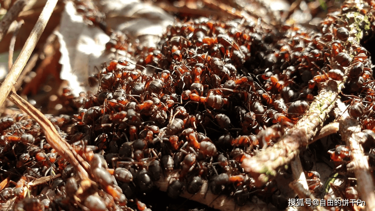 jiezhishuai's tweet photo. [Viral ant swarms invade old town, locals in panic amid chaos!]， https://t.co/l3dfpfUBEX