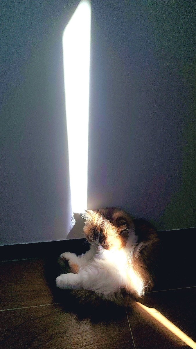 hakvi23749468's tweet photo. 🐱Sleep all day😴 https://t.co/C6FrqnOYsc