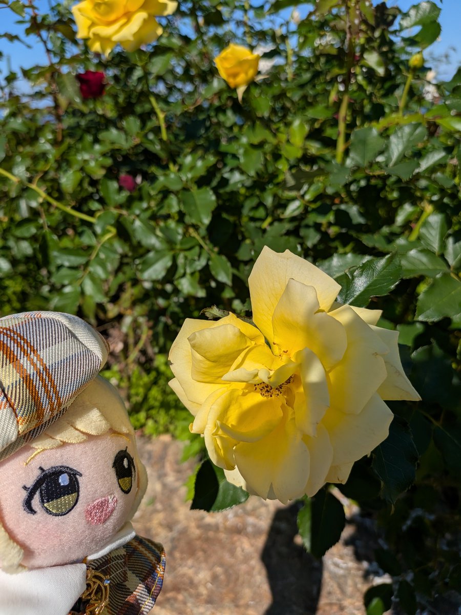 LemonAugust0815's tweet photo. 綺麗なバラだナー https://t.co/qylmAuzUME