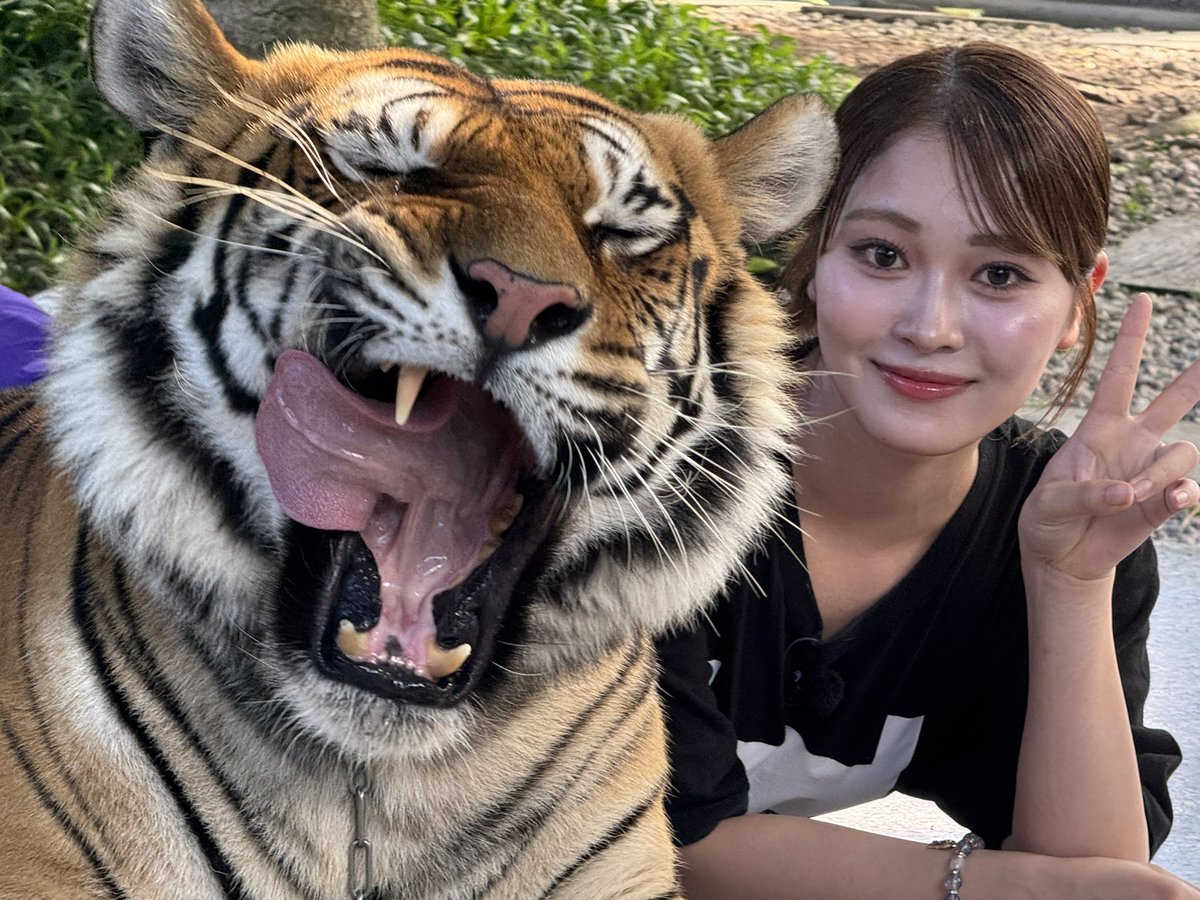 madeintohoku's tweet photo. #いぎなり放送中📹#タイよくばり旅 🇹🇭
このあと10:30〜OA✨khb東日本放送📺

トラ🐯✌️
（AIじゃありません）

#北美梨寧💜 #桜ひなの🧡 #藤谷美海🩵 
#いぎなり東北産 #スターダストプロモーショ https://t.co/bq4mf6j2Gy
