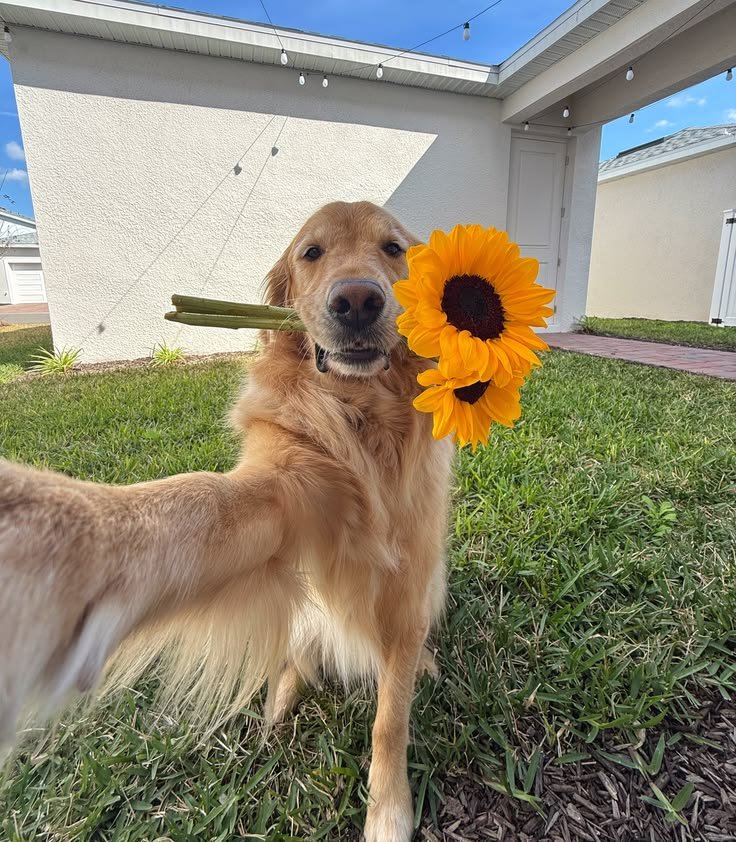dailypetworld's tweet photo. Cute selfie 🤳 https://t.co/Q6vcfwBNW4
