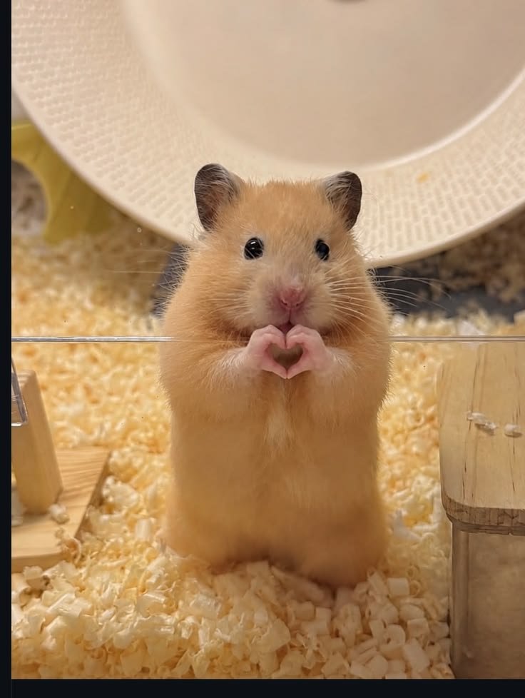 dailypetworld's tweet photo. I love you 😘😘 everyone https://t.co/lypVBCGpae