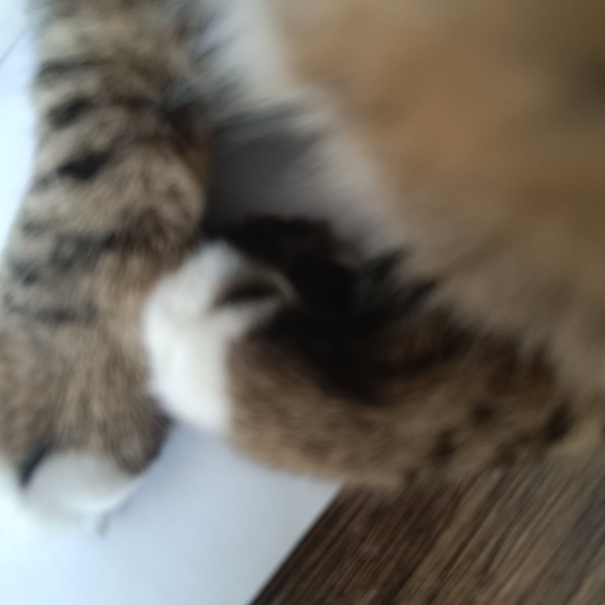 an_yao70909's tweet photo. 说真的小猫的毛这么柔软为什么它不怎么摸自己呢，难道它不知道自己毛茸茸的吗？
它的肉垫这么Q弹，被人轻轻摸的时候会不会痒痒的🤔 https://t.co/v0Ukem0fmt