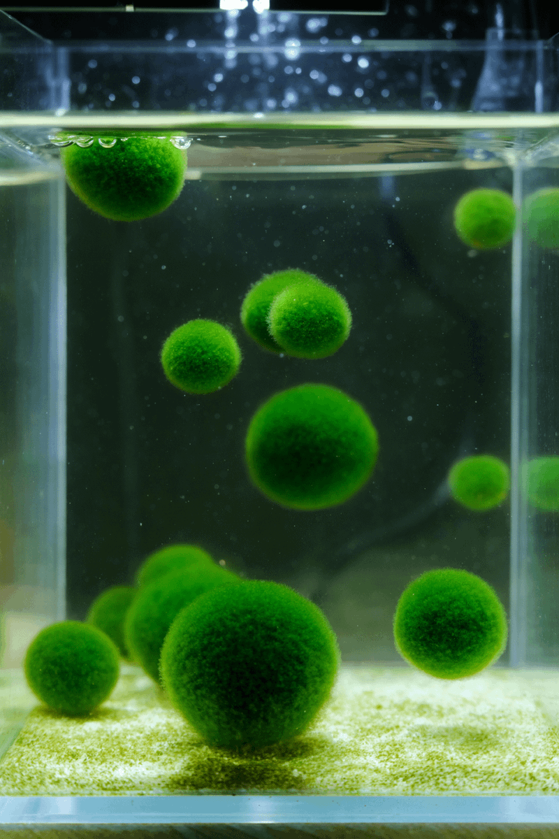 aiaicreate's tweet photo. 画像生成モデル「MOSS-IMAGE」の作例とプロンプトが共有され海外で注目。
ベースモデルによる多彩な画風の表現力や柔軟性に称賛が集中。
ネガティブプロンプト必須との知見や高速化LoRA・編集モデルへの期待も交わされる。
#MOSSIMAGE #画像生成AI

URLはリプ⬇️ https://t.co/SbylL4XgH5