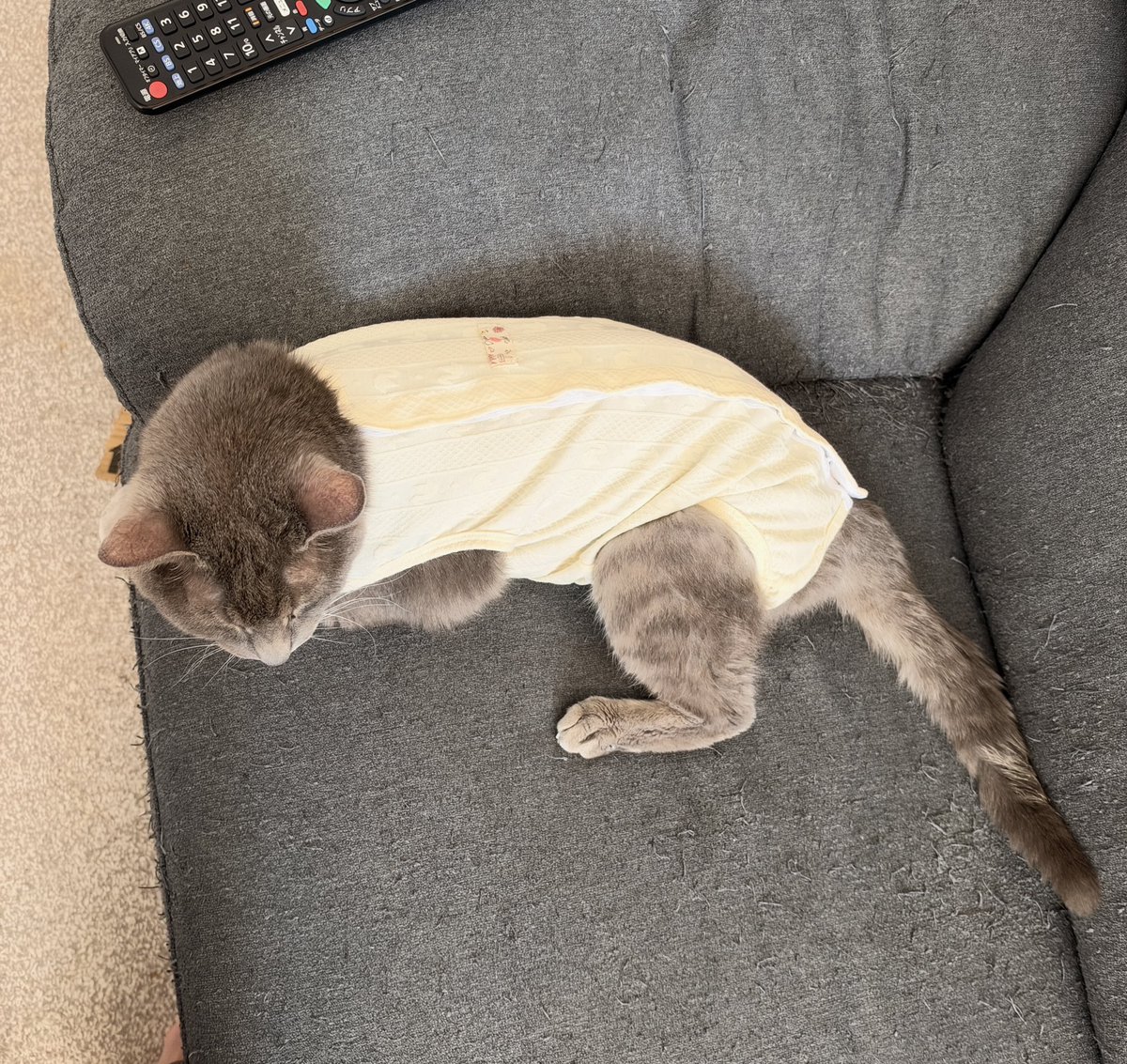 tomokomiracle's tweet photo. 帰ってきました🐱😭
病理検査の結果はまだ先やけど、まずは無事に退院してくれました
お腹がっつり切ってるから人生？��生初めての術後服
大きな猫やからLサイズ着てるのも愛おしい😭 https://t.co/uB7ZVqnxLl