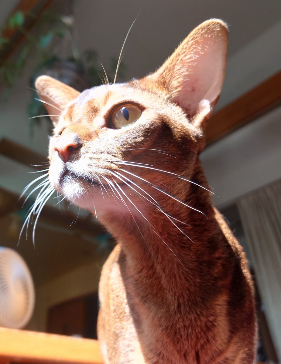 chachamaru34's tweet photo. ボク日記
夜
晄に薫幸と同じ様にプロレスしかけたらガチギレブチ怒られました　ﾅﾝﾃﾞｶﾅｰ
朝
お尻くっつけて座っても怒られませんでした　ﾅﾝﾃﾞｶﾅｰ

母より
姉妹と同じ様にガサツに接するなアホ息子めwww https://t.co/CEXvFE4DUE