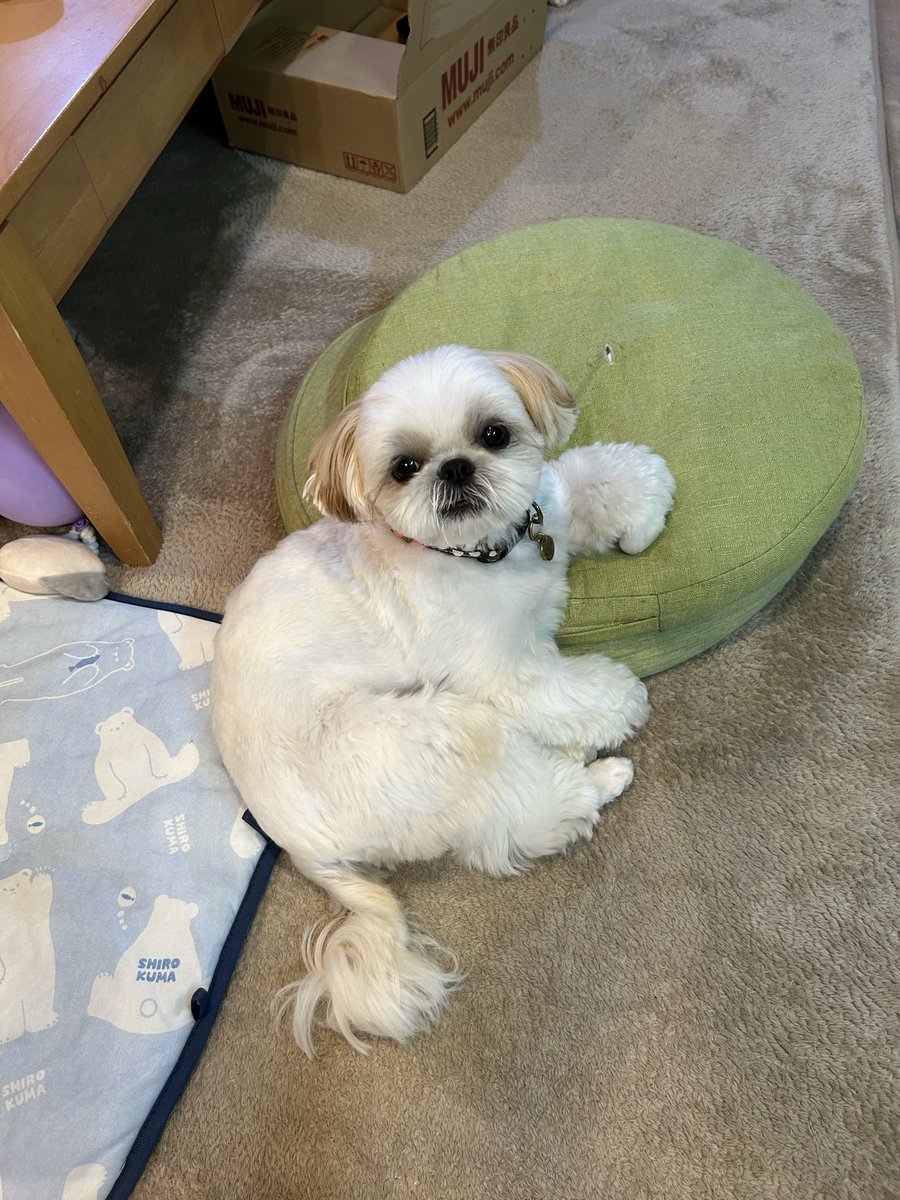 melmel1218meee's tweet photo. おう、なんか用か？の顔 #シーズー
 #癒し犬
 #こむぎ https://t.co/xnwHdsQvfX