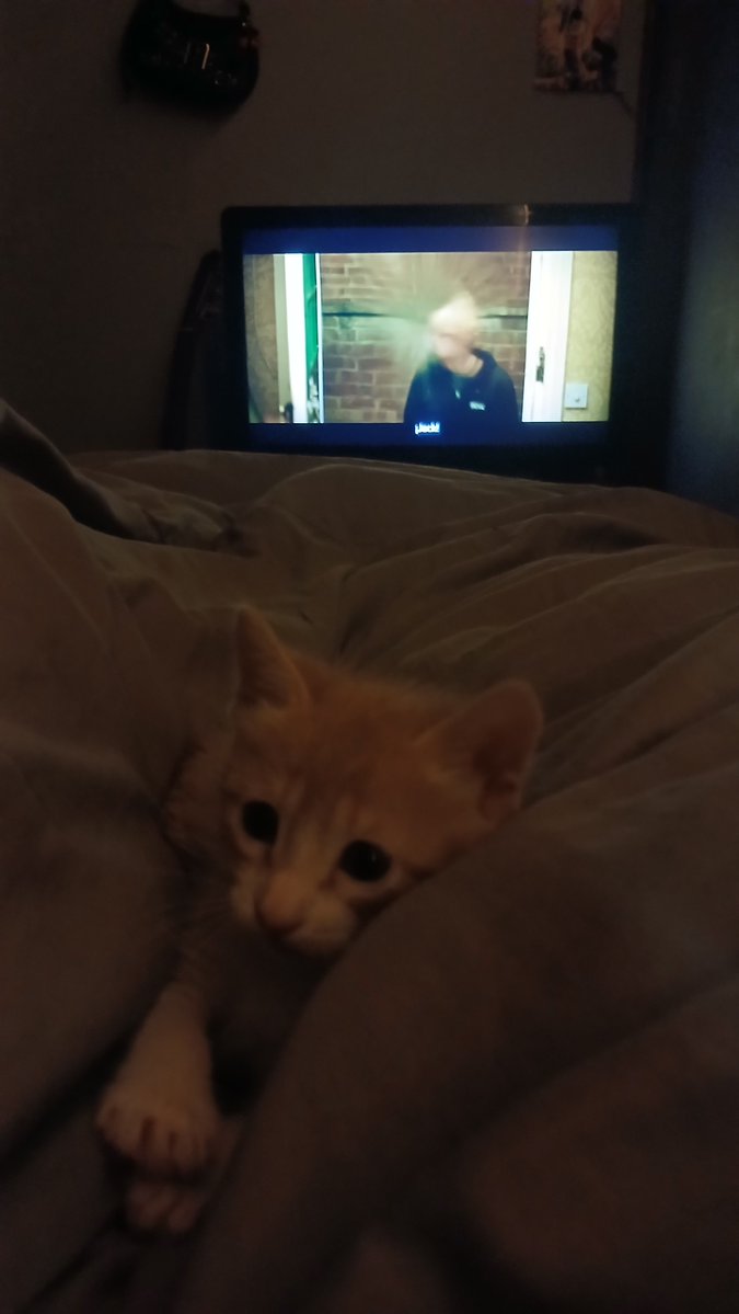 emmaadelarosa's tweet photo. con mi novio adoptamos un gatito y a la primer noche se vino sólito a la cama a dormir con nosotros 😭 https://t.co/RXegfpO4hK